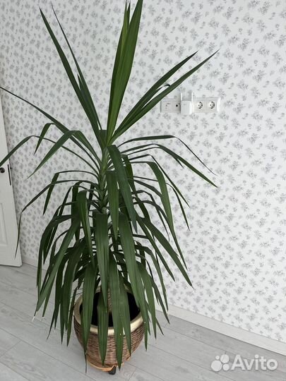 Пальма Юкка