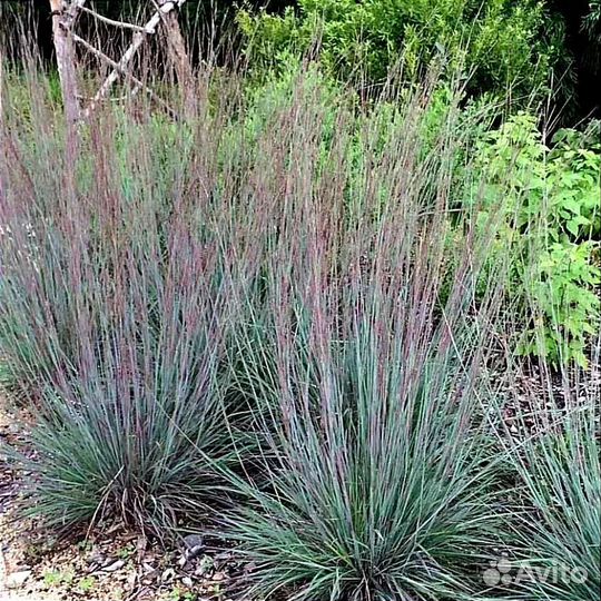 Злаки: Гном, Ред барон, Схизариум