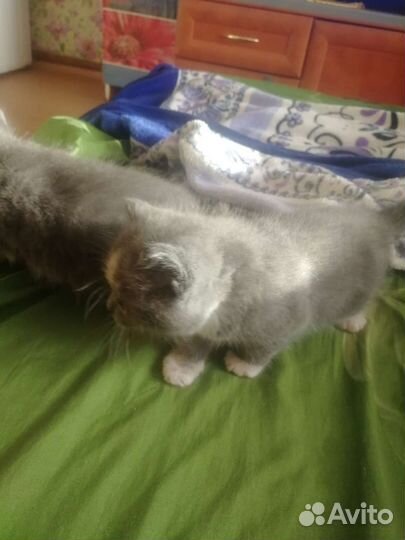 Котята в добрые руки бесплатно