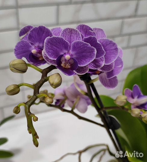Орхидея фаленопсис