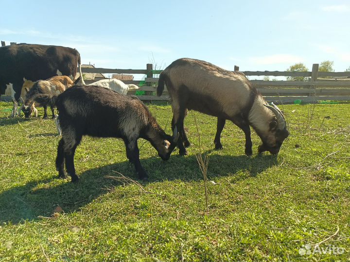 Козлята и подрощенные козы