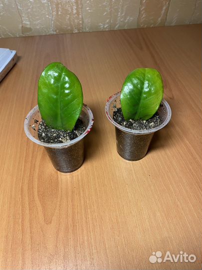 Замиокулькас зензи кудрявый, листики