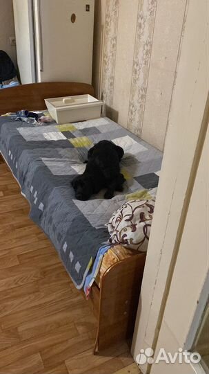 Найдена собака