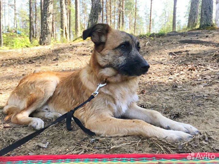 Собака в добрые руки