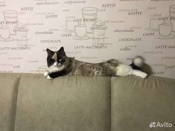 Передержка собак/кошек