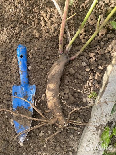 Деленка пиона Корал Сансет