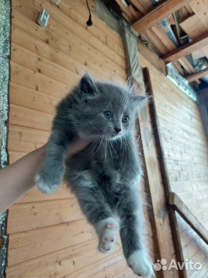 Кошка в дар бесплатно