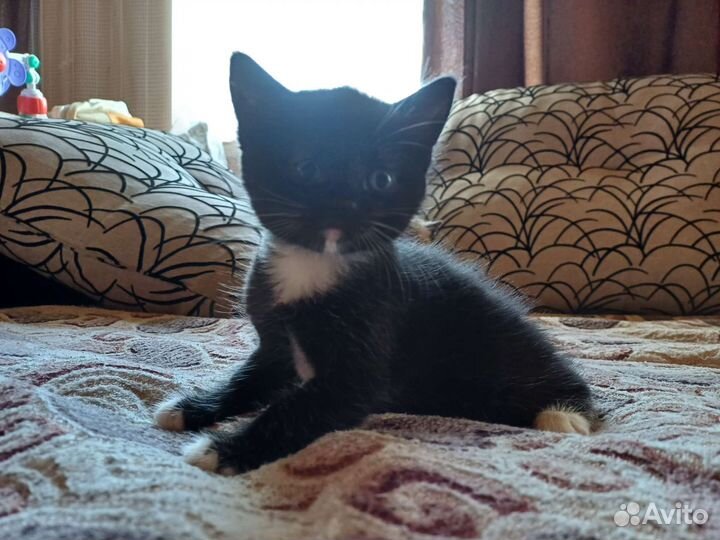 Отдам котенка в добрые руки