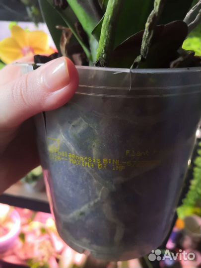 Орхидея биг лип Maxima