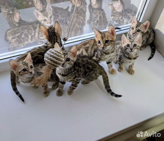 Бенгальские котята