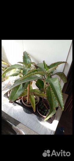 Каланхоэ лечебное