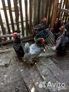 Молодые куры несушки