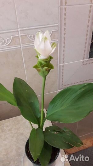 Комнатные и садовые растения