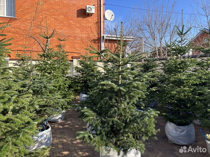 Пихта кавказкая Нордмана