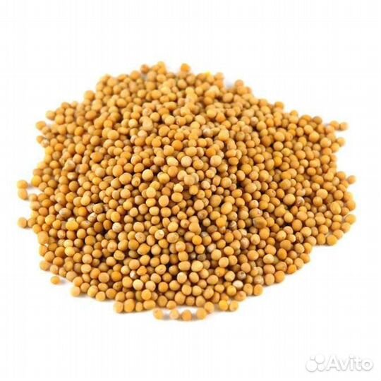 Семена горчицы желтая