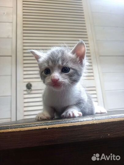 Охос азулес котята