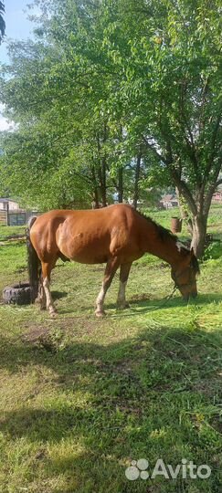 Рабочий конь (мерин)