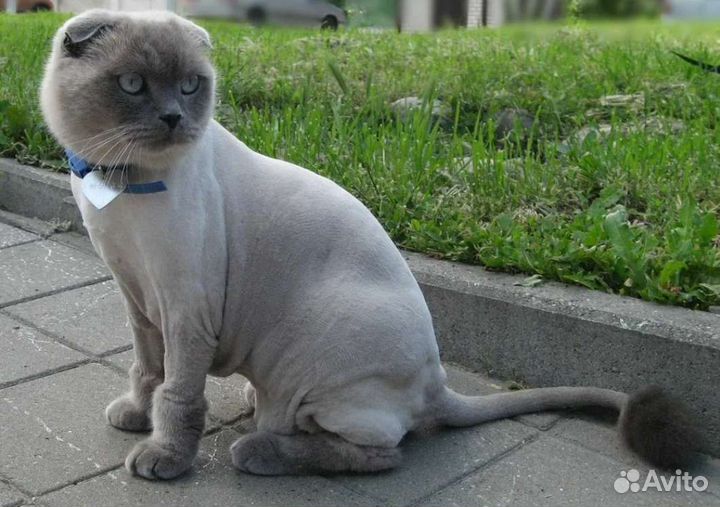 Стрижка кошек