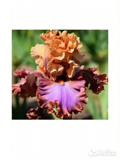 Ирисы бородатые отправка