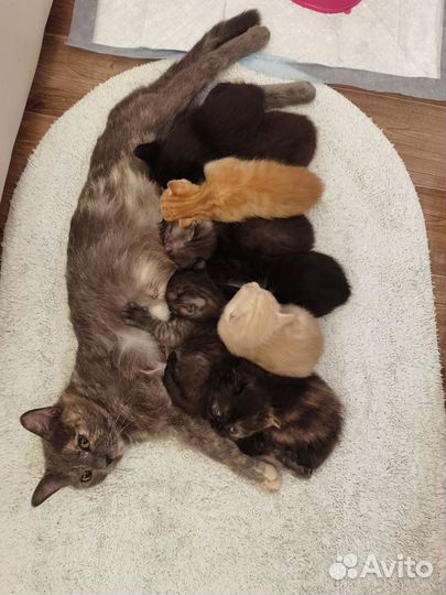 Котята в добрые руки