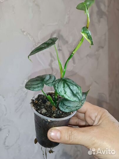 Филодендрон и сциндаптус