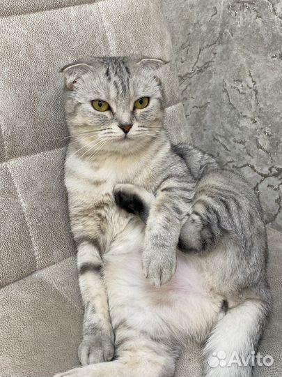 Шотландская кошка