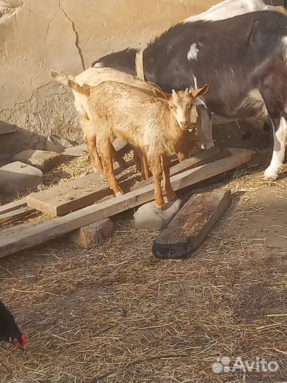 Овцы и Козы