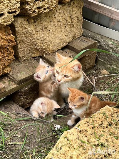 Рыжий котёнок