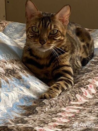 Бенгальская кошка бесплатно