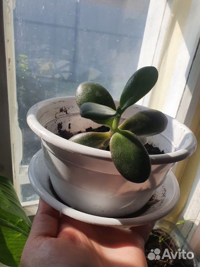 Денежное дерево толстянка