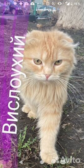 Котик вислоухий кастрирован