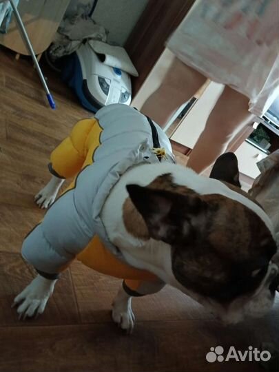 Зимняя куртка для собаки