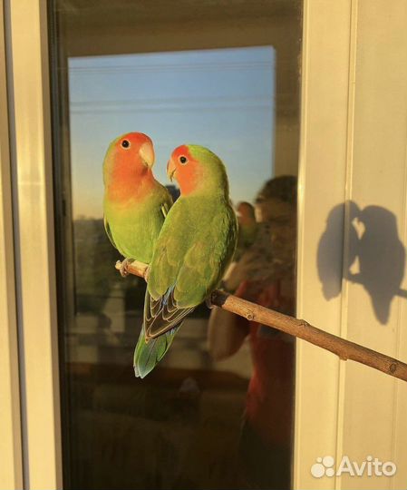 Птенцы попугаев неразлучников