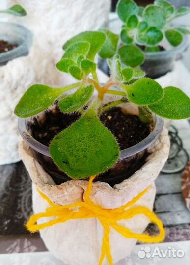 Дерево любви