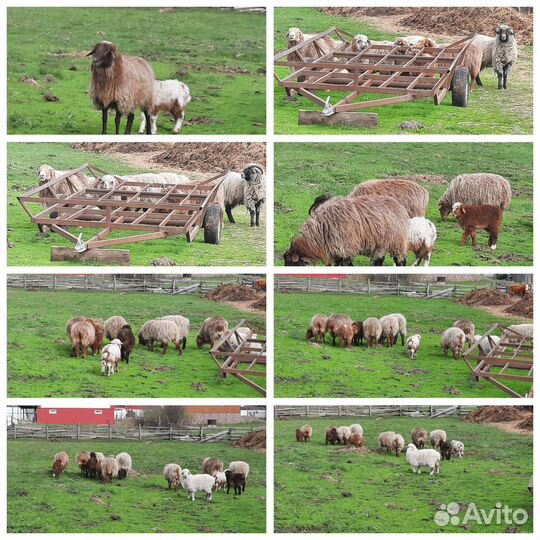 Курдючные бараны,овцы