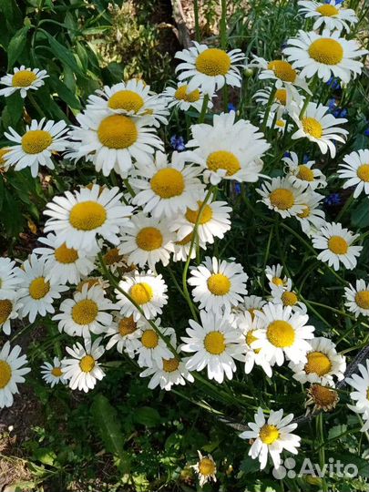 Рассада многолетних садовых цветов