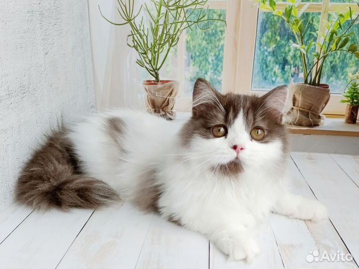 Кот Маршал 4 мес