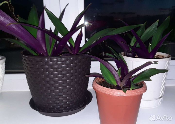 Традесканция рео