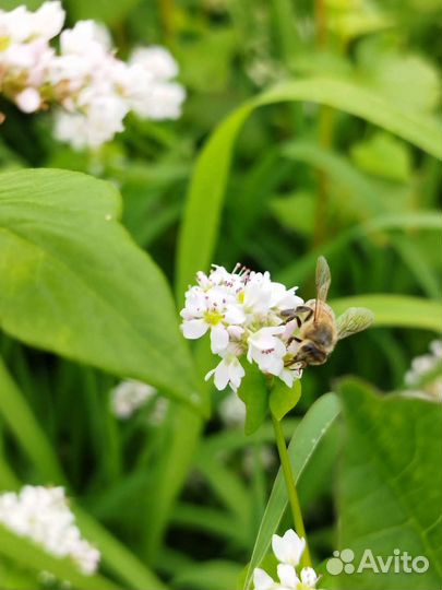 Мед в сотах. Рамка цветочного мёда
