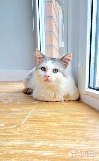 Котенок в добрые руки бесплатно