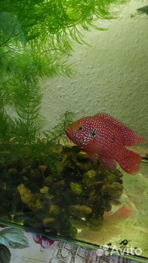 Живая рыба малек