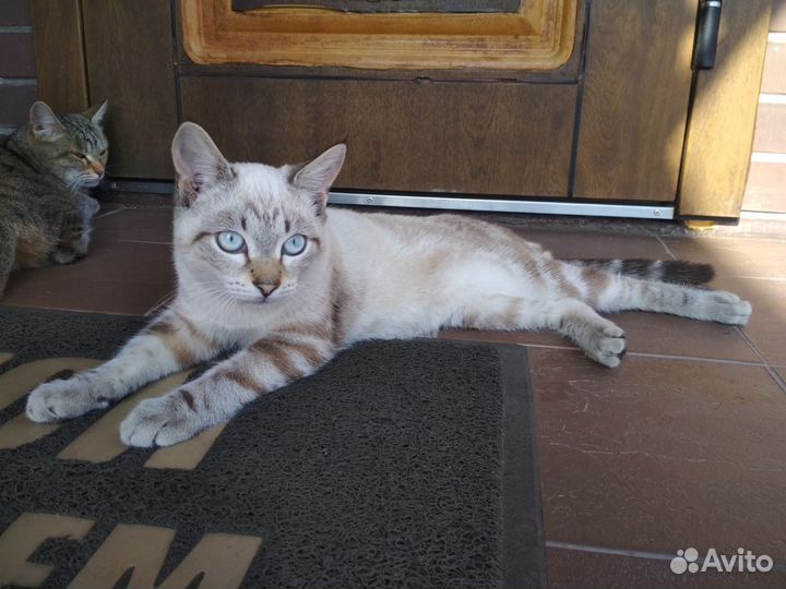 Отдам кота в добрые руки