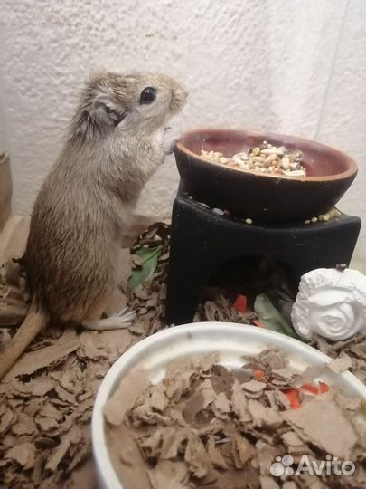 Мышь песчанка мальчик и девочка отдаю вместе