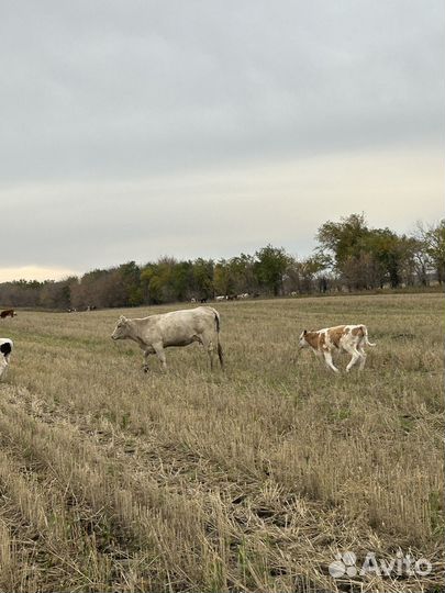 Телята бычки телки