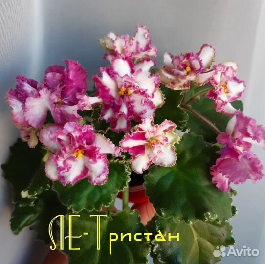 Сортовые фиалки рассада