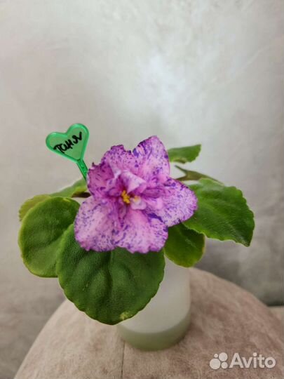 Сортовые фиалки