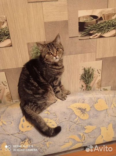 Кошечка может оказаться на улице-спаси