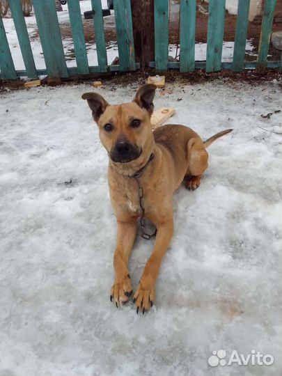 Вязка стаффордширский терьер