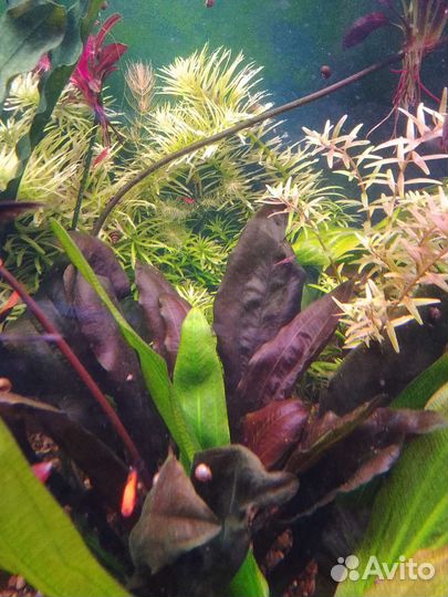 Эхинодорус van helsing