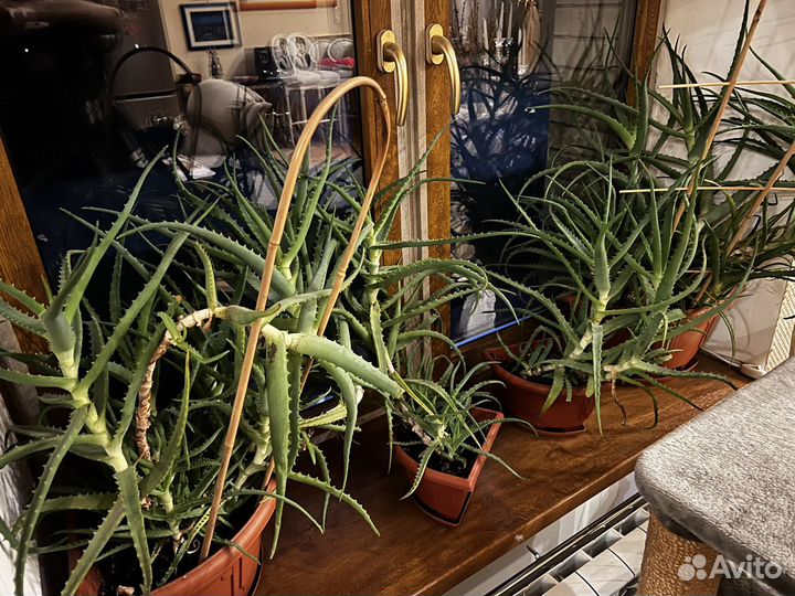 Алоэ большие и отростки, можно ветки